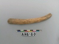 藏品(獸骨)的圖片